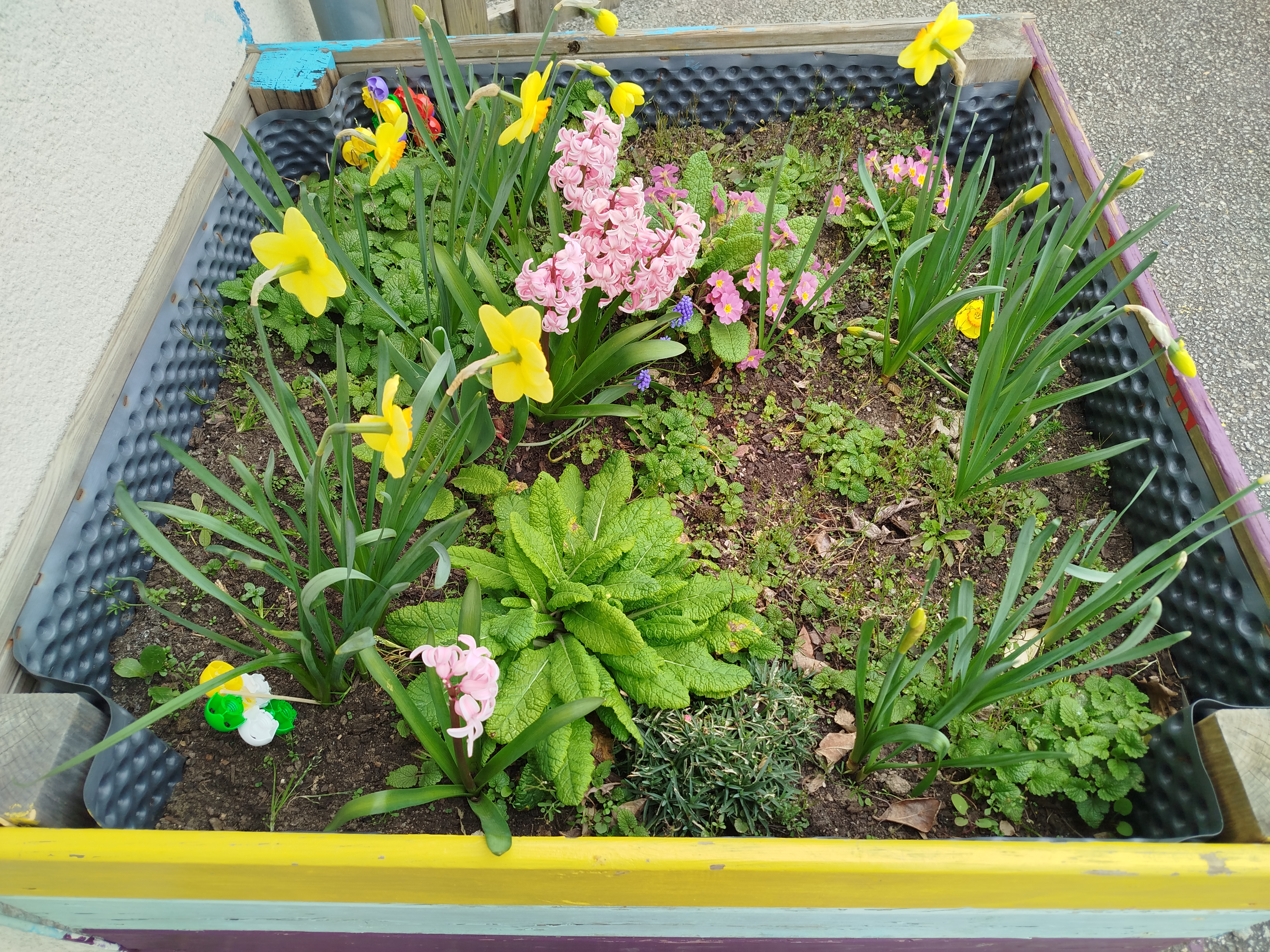 carré potager 2
