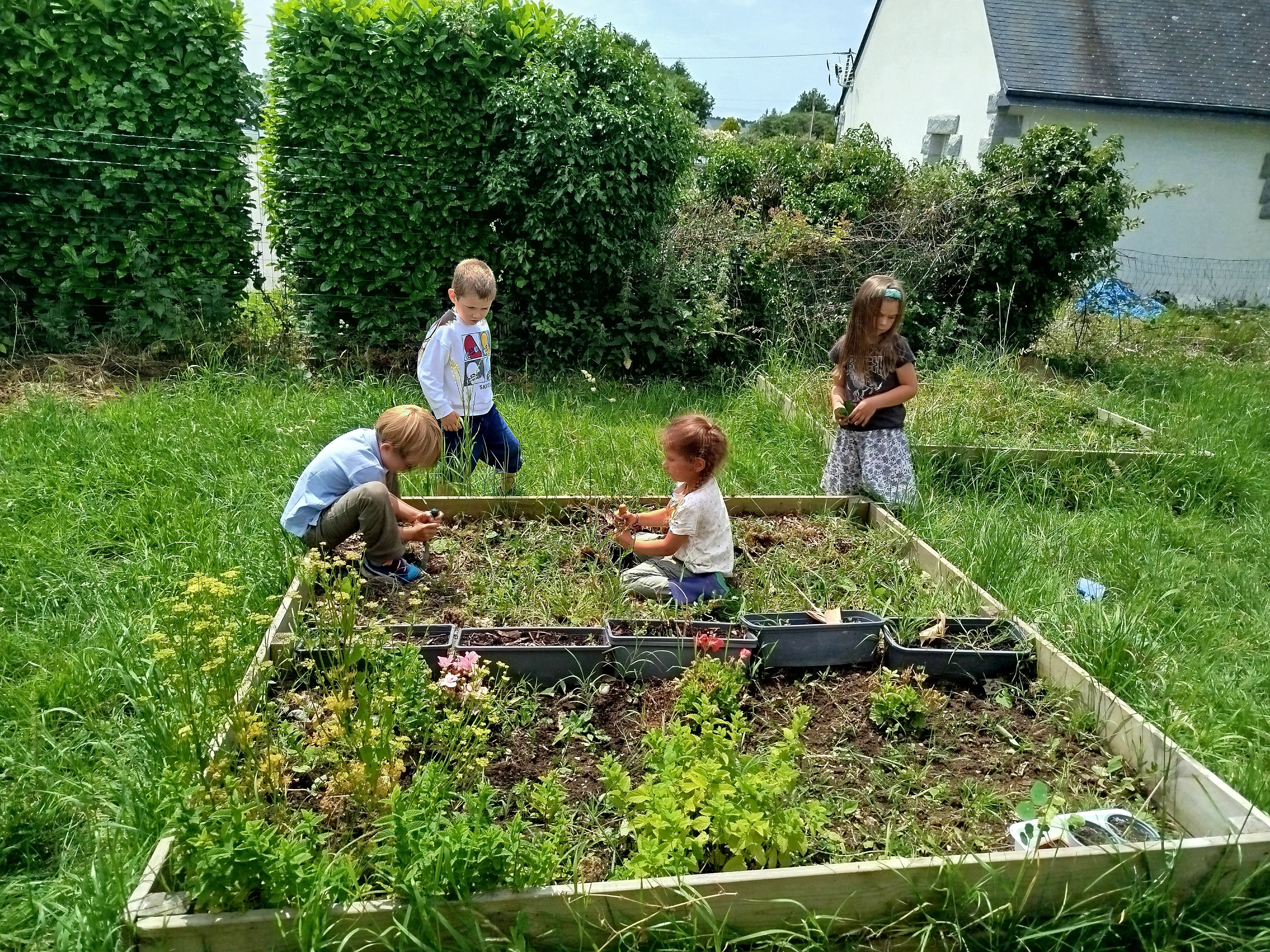 carré potager 3